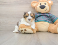 7 week old Yorkie Poo Puppy For Sale - Premier Pups