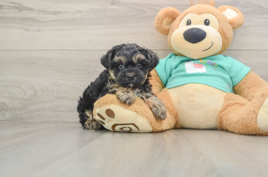 Yorkie Poo Puppy for Adoption