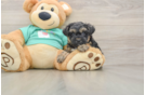 Best Yorkie Poo Baby