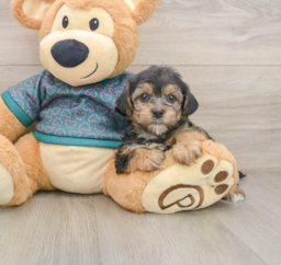 7 week old Yorkie Poo Puppy For Sale - Premier Pups