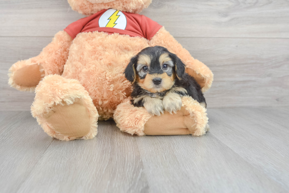 Energetic Yorkie Doodle Poodle Mix Puppy