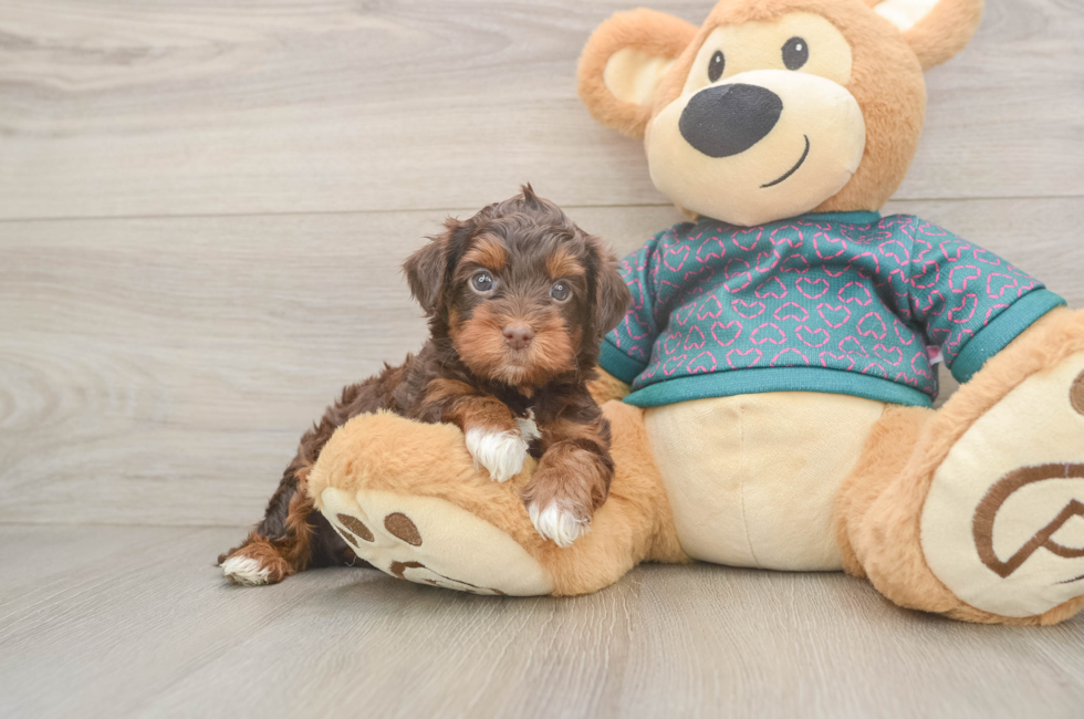 5 week old Yorkie Poo Puppy For Sale - Premier Pups
