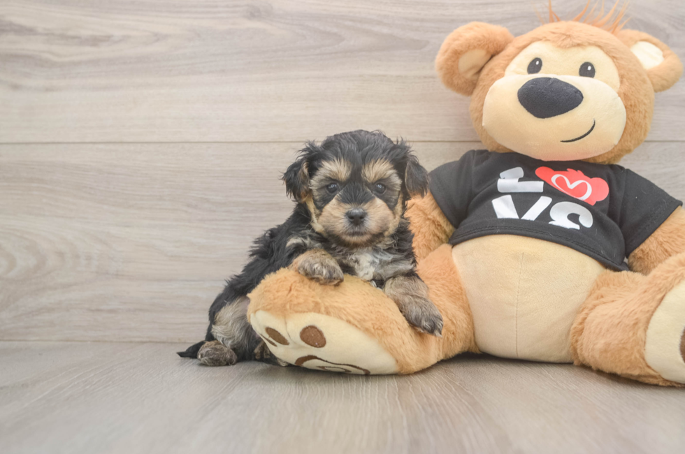 5 week old Yorkie Poo Puppy For Sale - Premier Pups