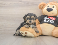7 week old Yorkie Poo Puppy For Sale - Premier Pups 7 week old Yorkie Poo Puppy For Sale - Premier Pups