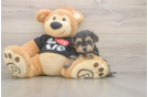 Adorable Yorkiedoodle Poodle Mix Puppy