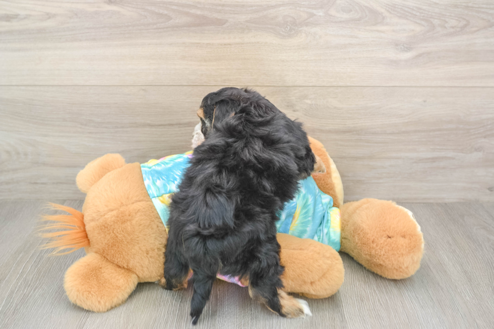 Yorkie Poo Pup Being Cute