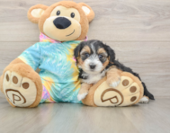 7 week old Yorkie Poo Puppy For Sale - Premier Pups