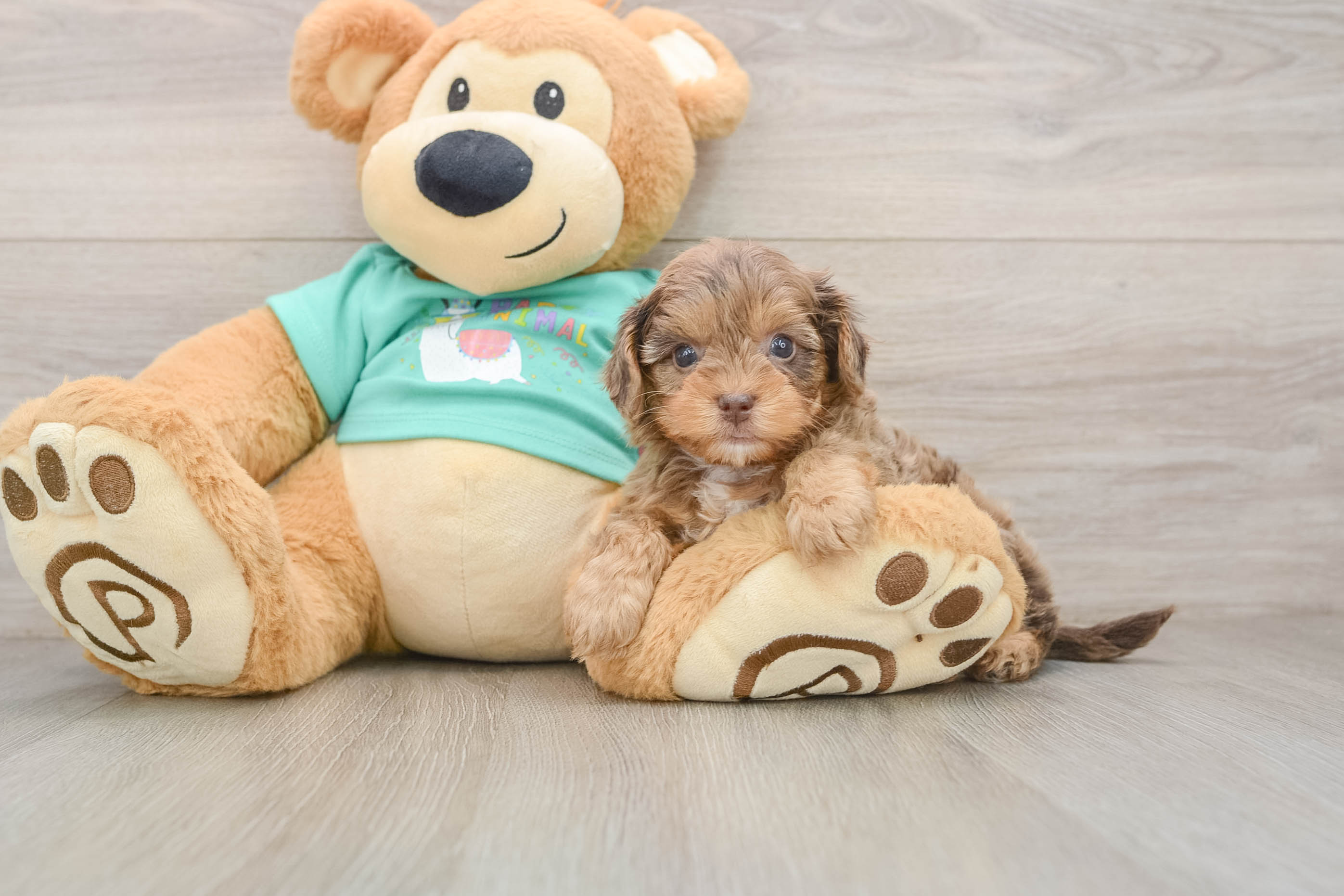 Yorkie Poo Pup Being Cute