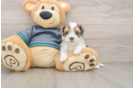 Best Yorkie Poo Baby