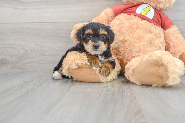 Yorkie Poo Puppy for Adoption