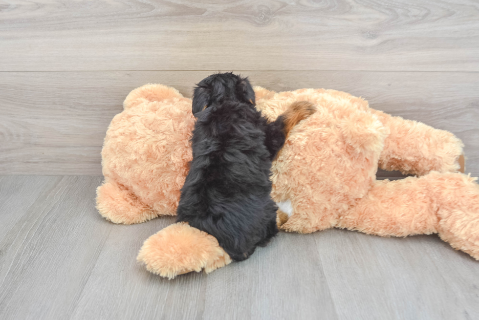 Playful Yorkie Doodle Poodle Mix Puppy