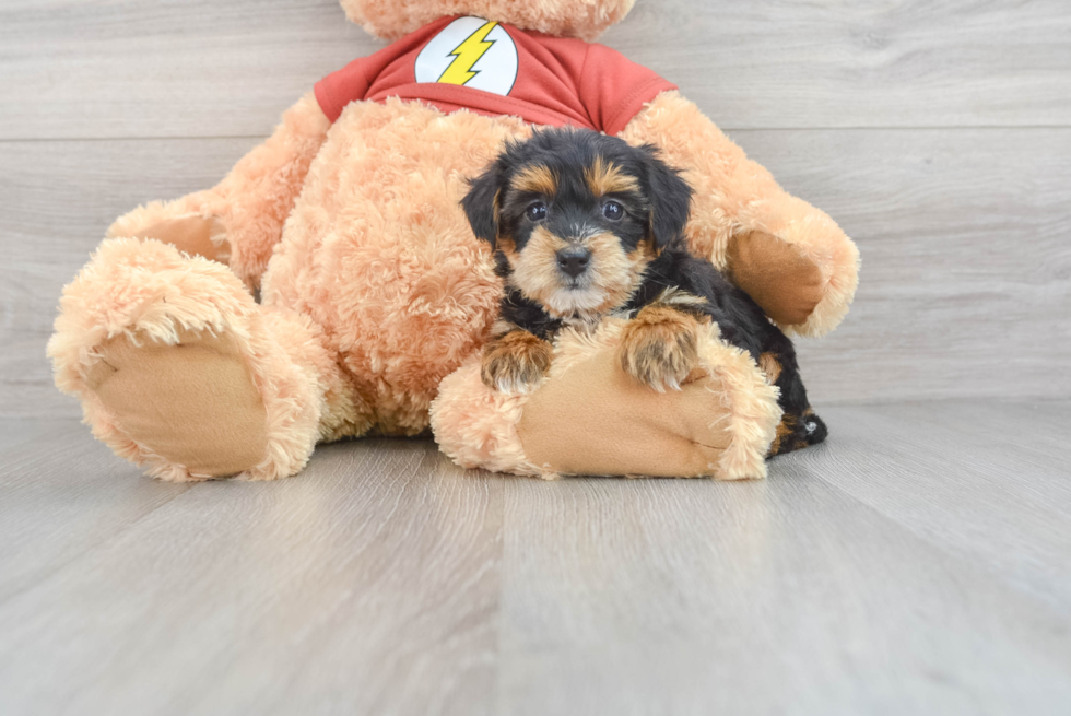 Yorkie Poo Pup Being Cute