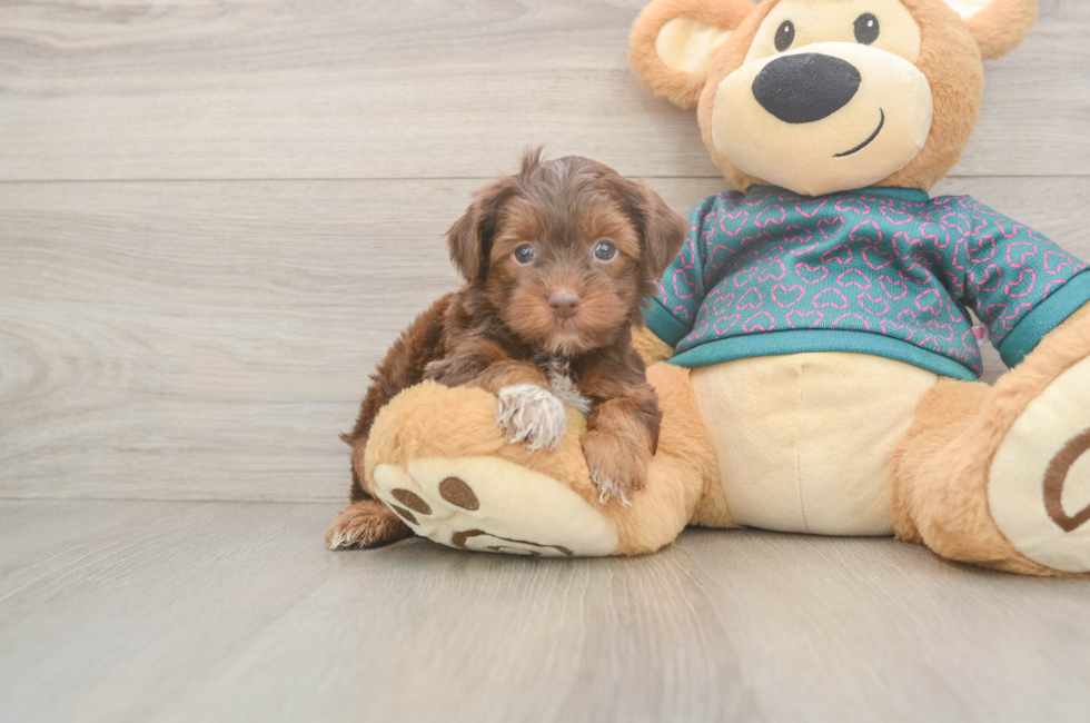 5 week old Yorkie Poo Puppy For Sale - Premier Pups