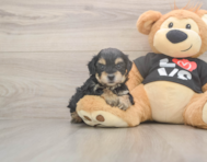 7 week old Yorkie Poo Puppy For Sale - Premier Pups 7 week old Yorkie Poo Puppy For Sale - Premier Pups