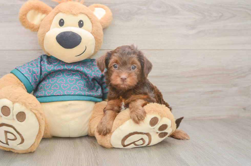 5 week old Yorkie Poo Puppy For Sale - Premier Pups