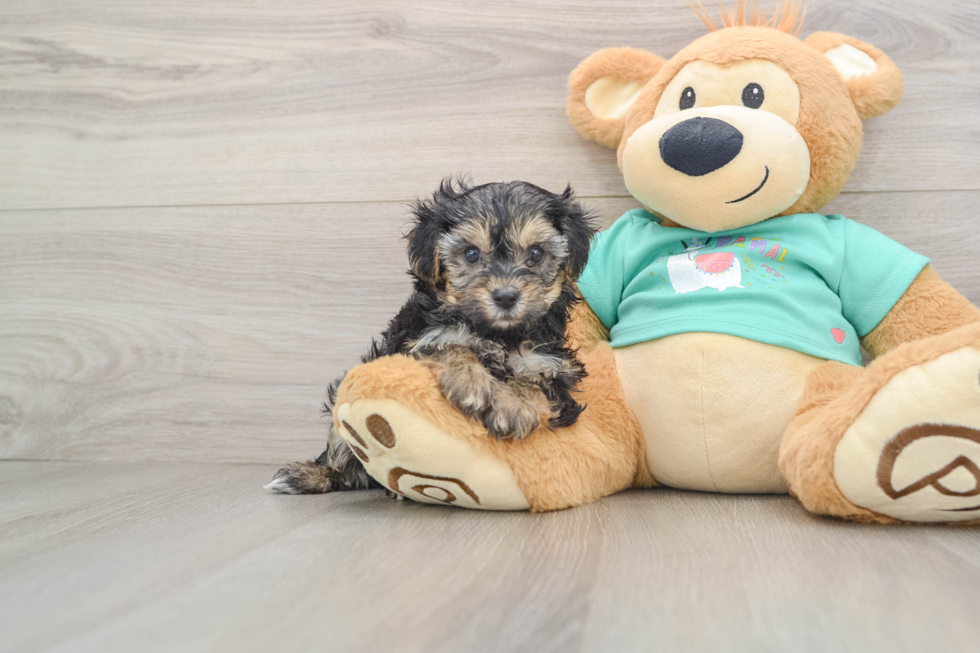 Hypoallergenic Yorkie Doodle Poodle Mix Puppy