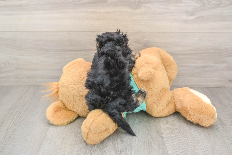 Best Yorkie Poo Baby