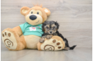 Yorkie Poo Puppy for Adoption