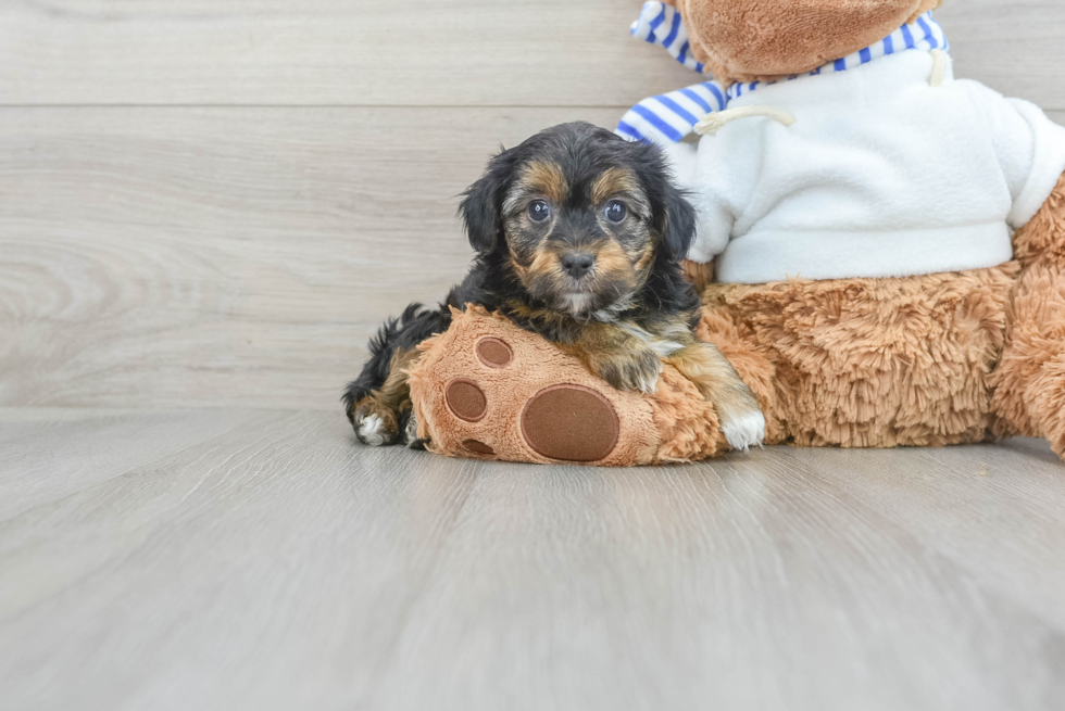 Yorkie Poo Puppy for Adoption