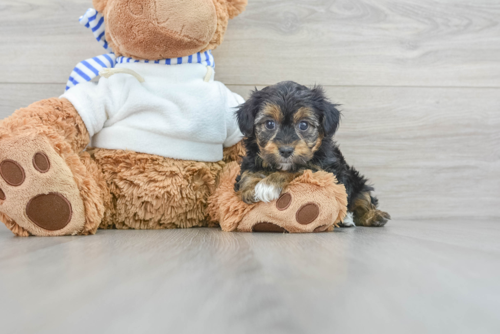 Sweet Yorkie Poo Baby