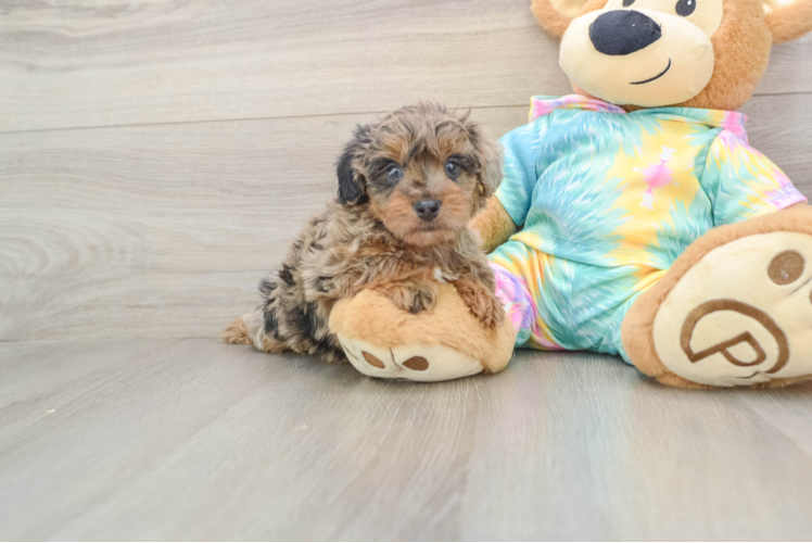 Yorkie Poo Puppy for Adoption