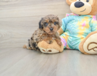 7 week old Yorkie Poo Puppy For Sale - Premier Pups