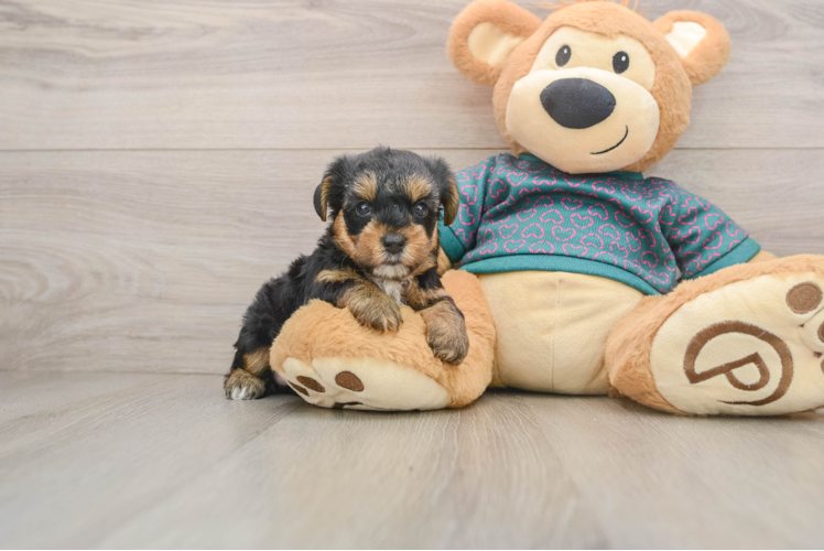 Yorkie Poo Pup Being Cute