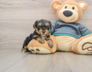 8 week old Yorkie Poo Puppy For Sale - Premier Pups