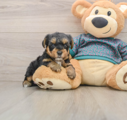 7 week old Yorkie Poo Puppy For Sale - Premier Pups