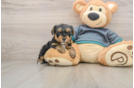 Yorkie Poo Pup Being Cute