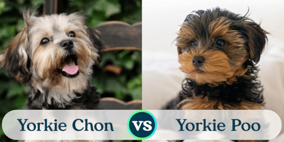 Yorkie Poo vs Yorkie Chon Comparison