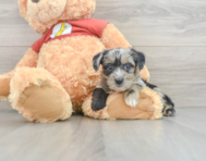 8 week old Yorkie Poo Puppy For Sale - Premier Pups