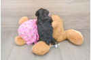 Petite Yorkie Poo Poodle Mix Pup