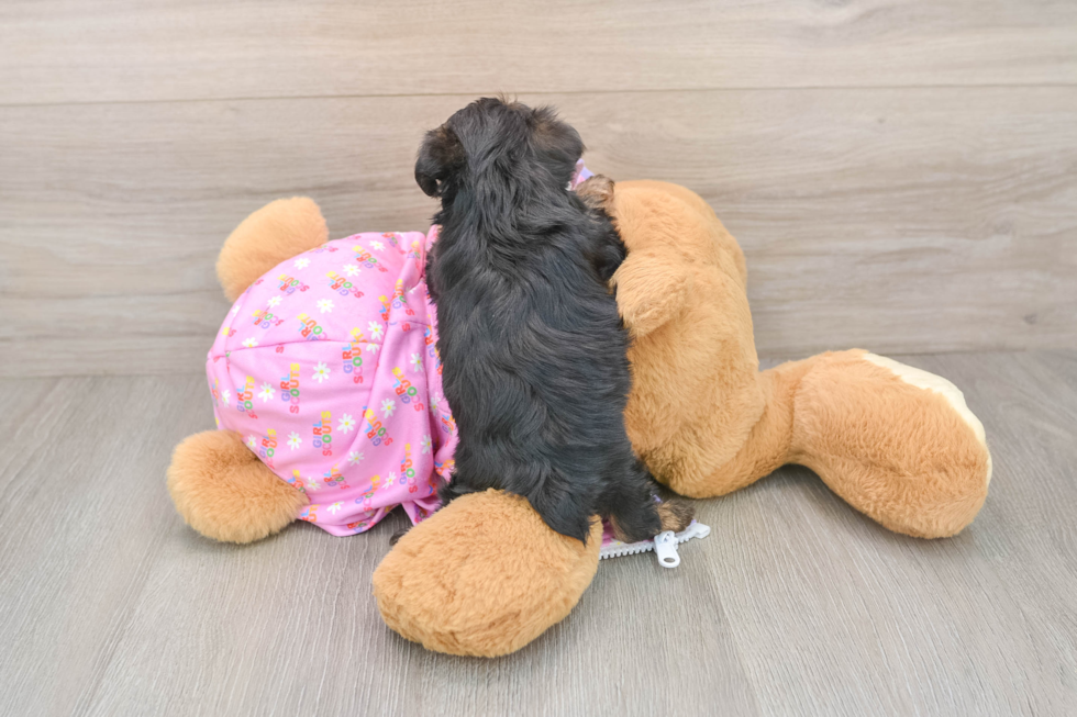 Petite Yorkie Poo Poodle Mix Pup