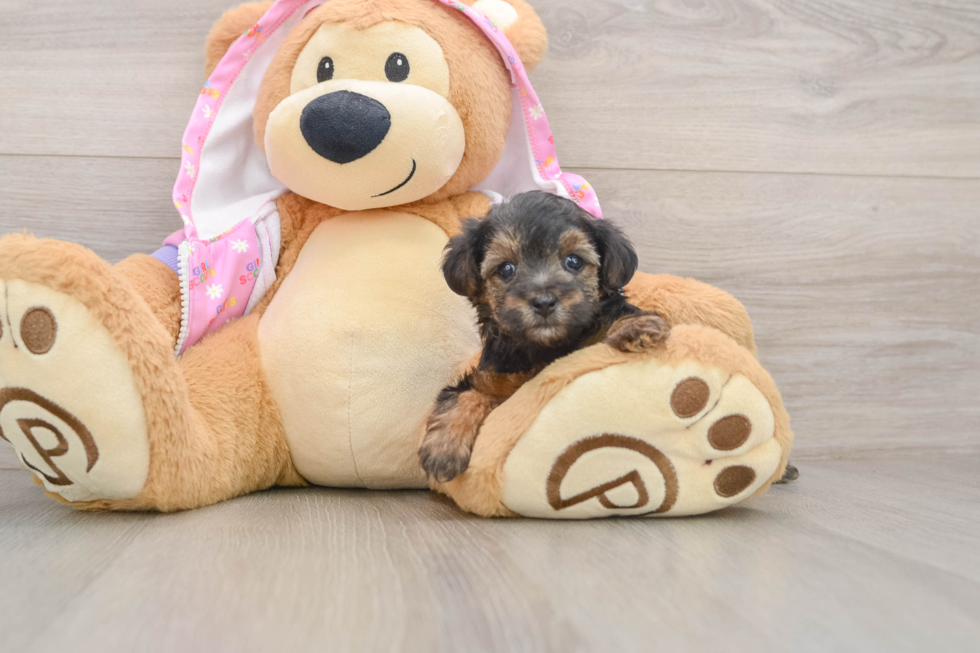 Sweet Yorkie Poo Baby