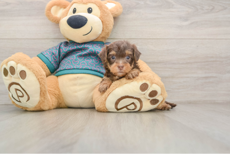 Energetic Yorkipoo Poodle Mix Puppy