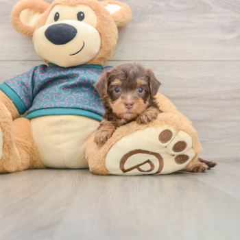 Energetic Yorkipoo Poodle Mix Puppy