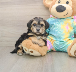 6 week old Yorkie Poo Puppy For Sale - Premier Pups