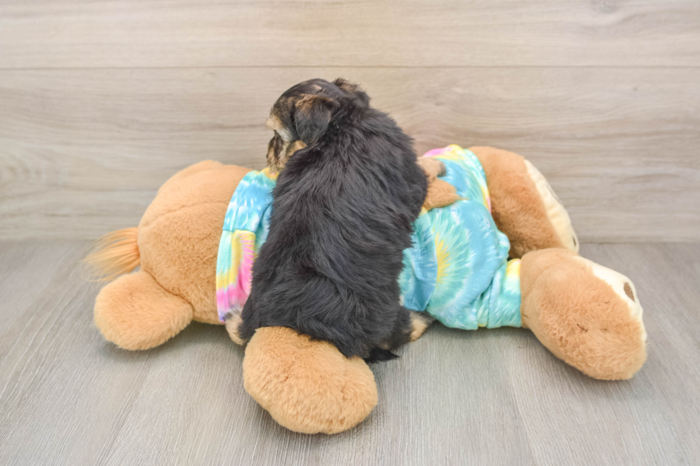 Playful Yo Yo Poo Poodle Mix Puppy