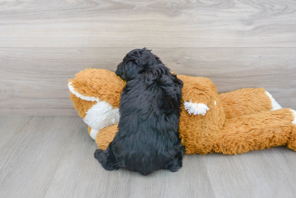 Energetic Yorkie Doodle Poodle Mix Puppy