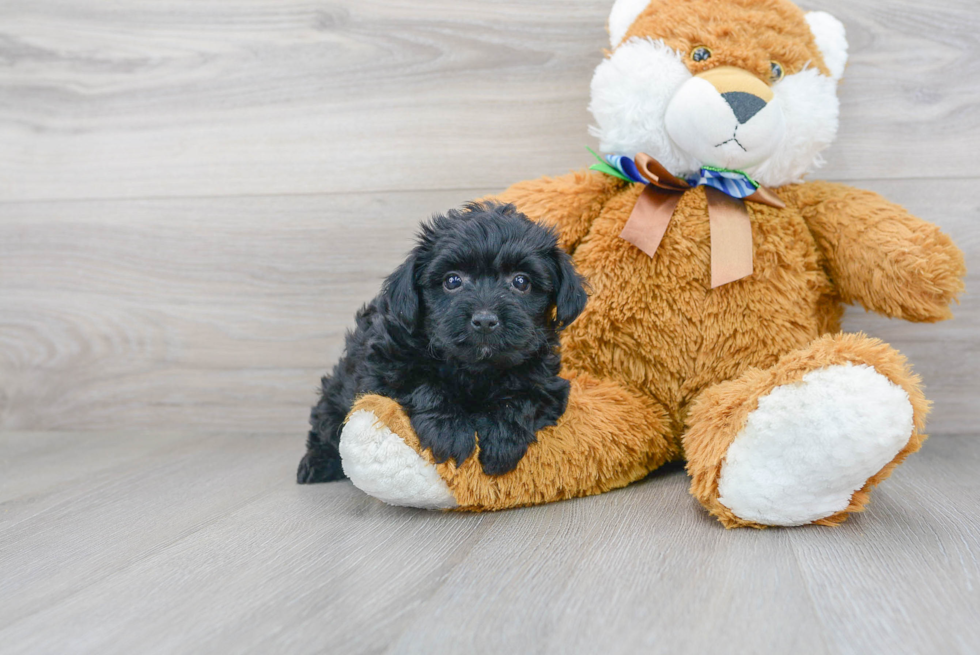 Yorkie Poo Pup Being Cute