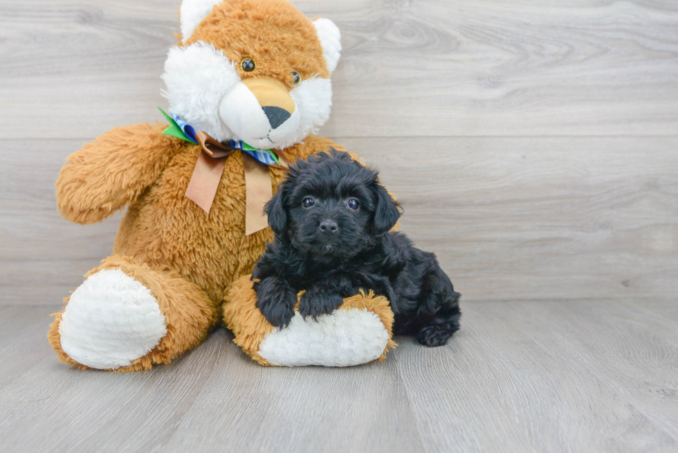 Yorkie Poo Pup Being Cute