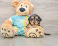 8 week old Yorkie Poo Puppy For Sale - Premier Pups