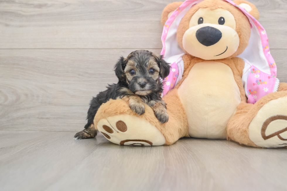 Adorable Yorkiedoodle Poodle Mix Puppy