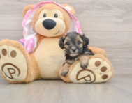 7 week old Yorkie Poo Puppy For Sale - Premier Pups