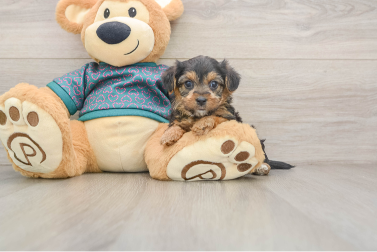 Popular Yorkie Poo Poodle Mix Pup