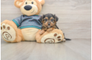 Popular Yorkie Poo Poodle Mix Pup
