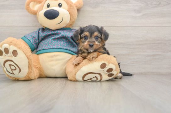 Popular Yorkie Poo Poodle Mix Pup