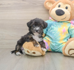 6 week old Yorkie Poo Puppy For Sale - Premier Pups