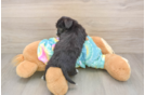 Little Yorkie Poodle Mix Poodle Mix Puppy